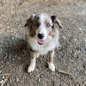 Meet your Posher, Abby